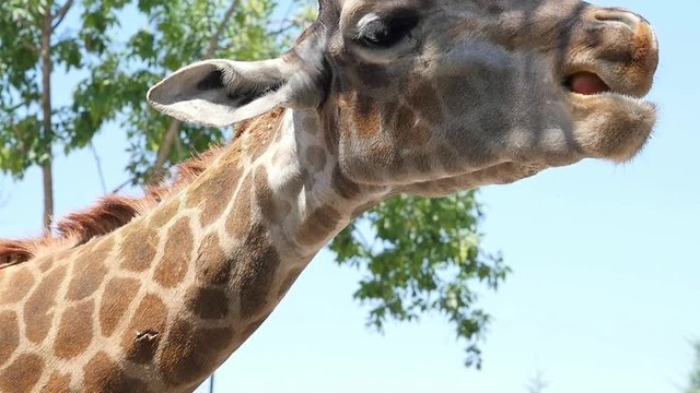 Giraffe in national park