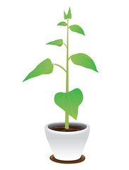 sunflower plant vector design