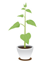 sunflower plant vector design