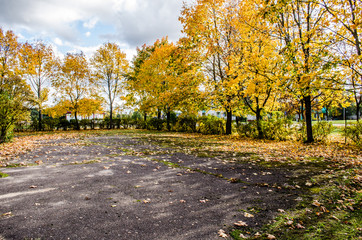 parking lot tree / Winding road curves through colorful autumn trees / paved road in the autumn forest / Asphalt road covered with Autumn trees in a rainy day / Elm tree on the road side in autumn