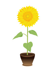 sunflower vector design