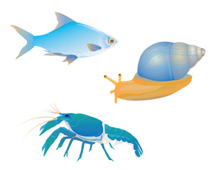 fish snail lobster vector design