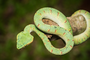 Obraz premium green snake