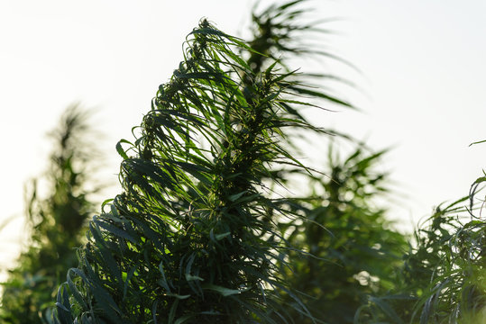 Marijuana plant growing