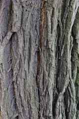 tree bark with cracks and streaks