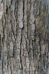 Fototapeta premium tree bark with cracks and streaks