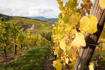 Katzenthal, pied de vigne et château de Wineck, vignoble alsacien