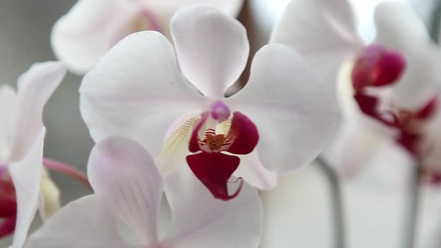 Beautiful Orchids flowers close up, exotic flower close up