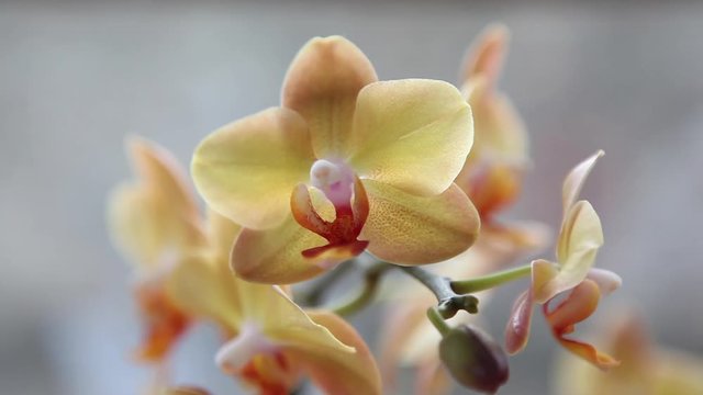 Beautiful exotic flower orchid elegant wedding decoration flowers colorful delicate 