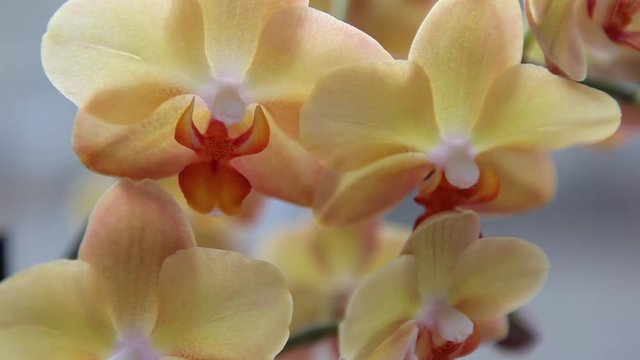 Beautiful exotic flower orchid elegant wedding decoration flowers colorful delicate 
