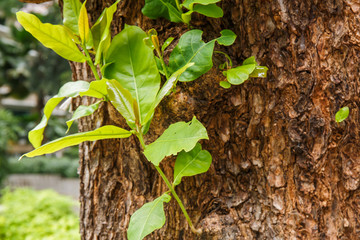 Closeup of tree trunk details with green leaf background