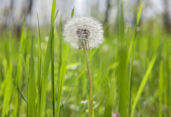 dandelion in grassland