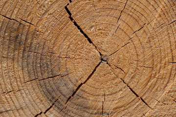 Cut tree trunk background. Close up wooden cut texture