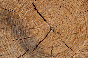 Fototapeta premium Cut tree trunk background. Close up wooden cut texture