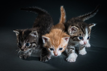 3 Kitten be fleeing