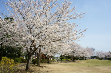Obraz premium 桜