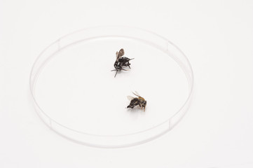 Two Dead Fly Specimens on Petri Dish