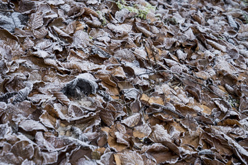 Vereistes Laub in einem Buchenwald