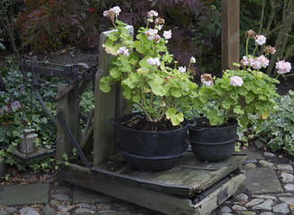 Flowers in the garden