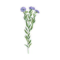 Flax Wild Flower Hand Drawn Detailed Illustration