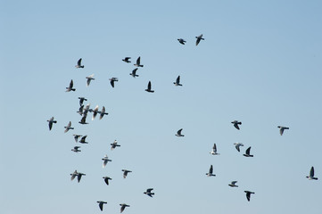 Flock of pigeons in a race