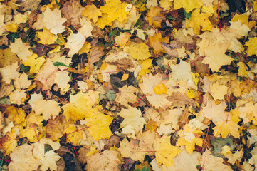 beautiful yellow and red maple leaves lay fallen on the ground in the park