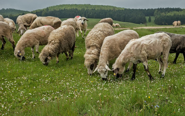 Obraz premium Sheep grazing on a meadow