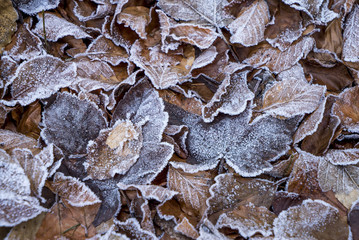 Mit Eiskristallen überzogene Laubblätter