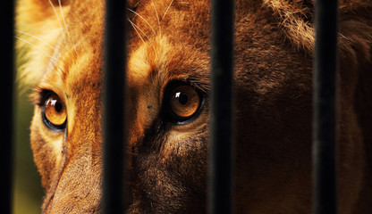 Lioness in captivity