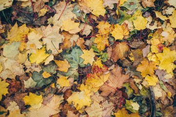 beautiful yellow and red maple leaves lay fallen on the ground in the park