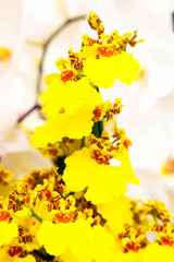 Orchid flowers (Orchidáceae). Yellow Orchid.