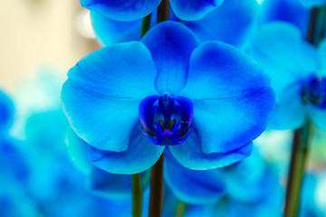Naklejka na ściany i meble Orchid flowers (Orchidáceae). Blue Orchid.