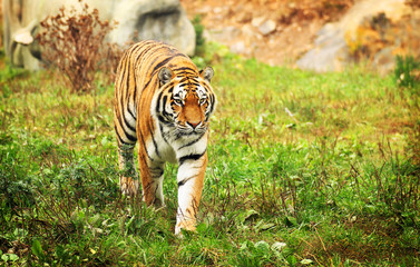 Obraz premium Tiger