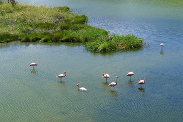 Ecuador, Galapagos, Isabela Island