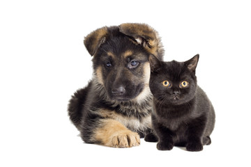 Obraz premium Puppy and kitten looking