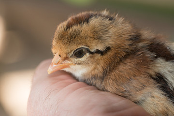 A Bird in Hand