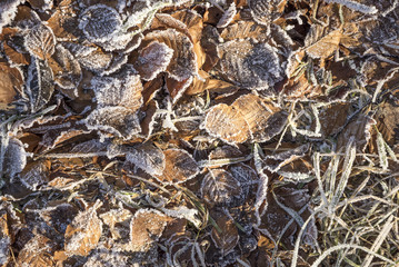 Gefrorenes Laub im Winter