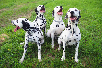 Group of four obedient Dalmatian dogs sitting outdoors on a green grass