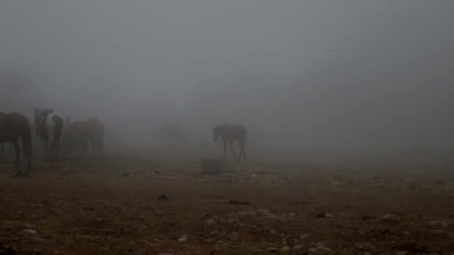 white horse in the fog