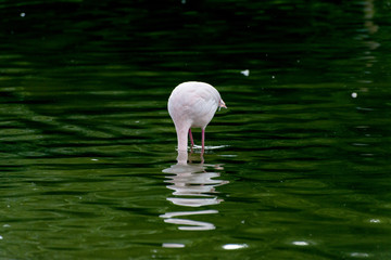 flamingo hiding head in the water, germany