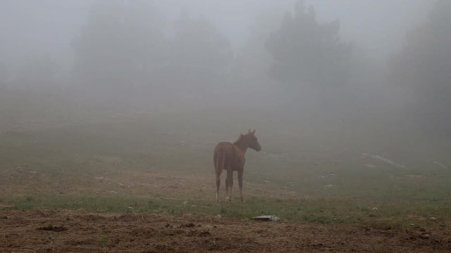 white horse in the fog