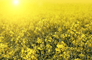 Obraz premium Field of flowers winter cress