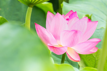 Fototapeta premium The Lotus Flower.Background is the lotus leaf.Foreground is the lotus leaf.