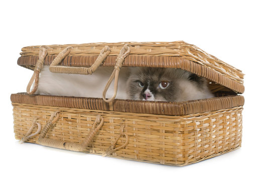 cat cave basket