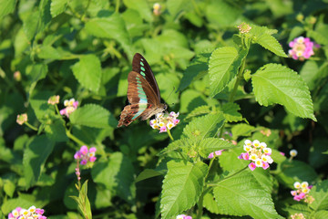 ランタナの花の蜜を吸うアオスジアゲハ