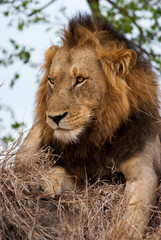 Dark Maned Male Lion, Sabi Sand Game Reserve, South Africa 