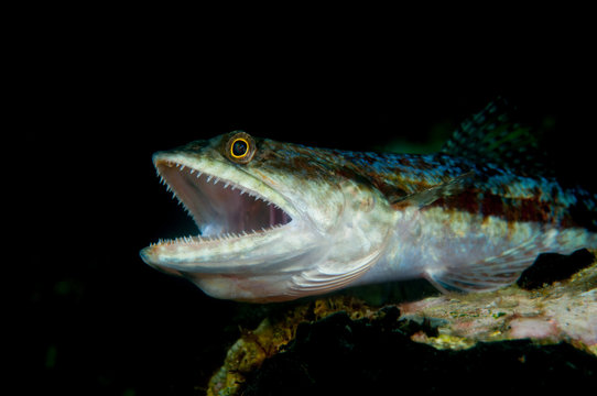 Lizardfish (Synodontidae) hunting in the Lembeh Straits, North Sulawesi, Indonesia