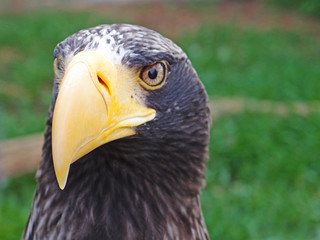 Obraz premium Portrait Steller's sea eagle (Haliaeetus pelagicus)