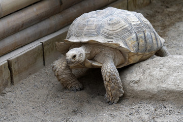 Tortue sillonnée