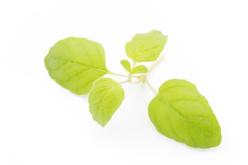 Branch of asian basil isolated on white background.